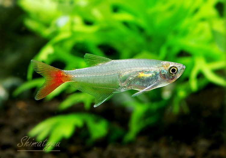 熱帯魚 グラスブラッドフィン 50匹 熱帯魚 カラシンｂｒeed Aqua F東京店通販ショップ