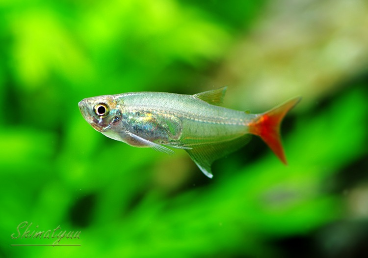 熱帯魚 グラスブラッドフィン 50匹 熱帯魚 カラシンｂｒeed Aqua F東京店通販ショップ