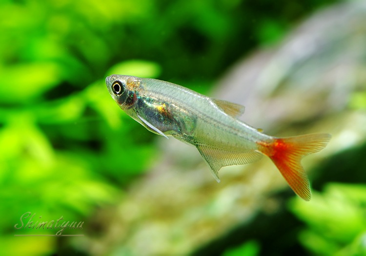 熱帯魚 グラスブラッドフィン 50匹 熱帯魚 カラシンｂｒeed Aqua F東京店通販ショップ