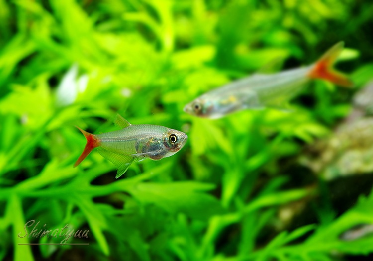 熱帯魚 グラスブラッドフィン 50匹 熱帯魚 カラシンｂｒeed Aqua F東京店通販ショップ