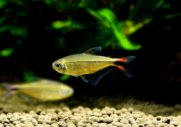 熱帯魚】 ヘミグラムス cf. ロドウェイ “セアラ” WILD 3匹 | 熱帯魚
