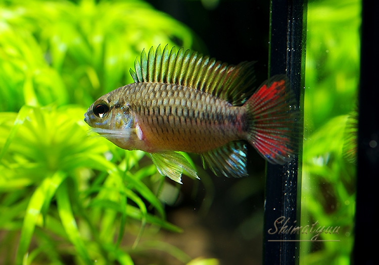 ���𡡥ۥ����ͥ����� Rio Inilida Cunoben�ɡ��ףɣ̣ġ�1Pr