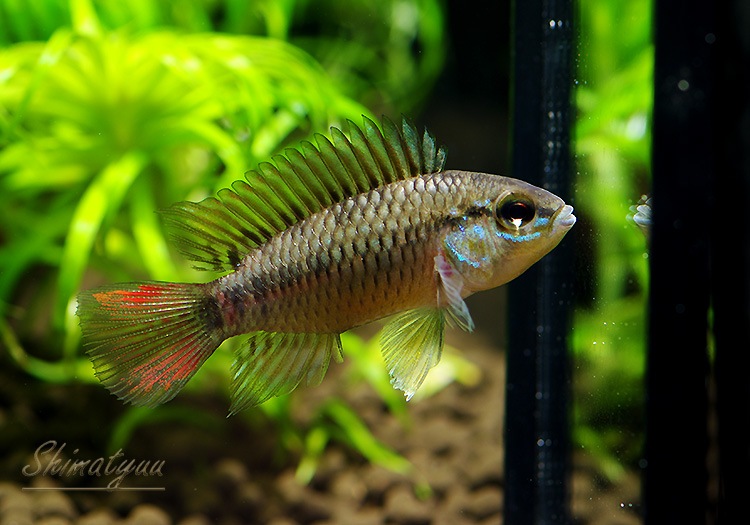 ���𡡥ۥ����ͥ����� Rio Inilida Cunoben�ɡ��ףɣ̣ġ�1Pr