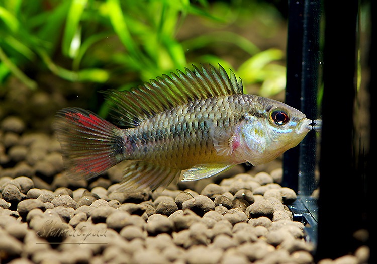 ���𡡥ۥ����ͥ����� Rio Inilida Cunoben�ɡ��ףɣ̣ġ�1Pr