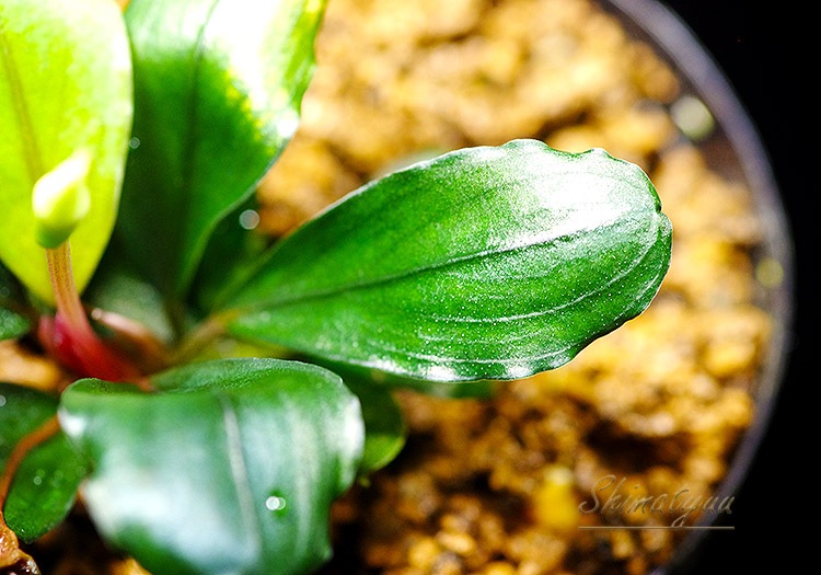 ����ʪ��Bucephalandra sp. Red Cerberus  2020.7��No.33