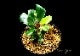 ����ʪ��Bucephalandra sp. Red Cerberus  2020.7��No.33