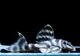 ����ʪ�����������ӥ�ڥ���ƥ������ȥ�����ɡ�WILD��No.01