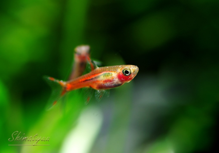 熱帯魚 ボララス ブリジッタエ 1匹 熱帯魚 ラスボラ コイ ローチ Aqua F東京店通販ショップ 熱帯魚 ボララス ブリジッタエ 1匹 熱帯魚 ラスボラ コイ ローチ Aqua F東京店通販ショップ