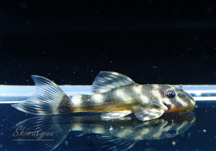 ���������ӥ롦�ڥ���ƥ�������breed��(S)��3ɤ