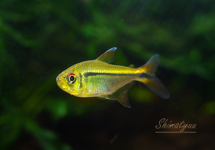 ��Ǯ�ӵ��ۡ��ϥ��ե����֥ꥳ�󡡥���ӥ����ơ��ȥ�åɥե���ɡ�WILD��1ɤ