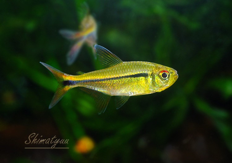 ��Ǯ�ӵ��ۡ��ϥ��ե����֥ꥳ�󡡥���ӥ����ơ��ȥ�åɥե���ɡ�WILD��1ɤ