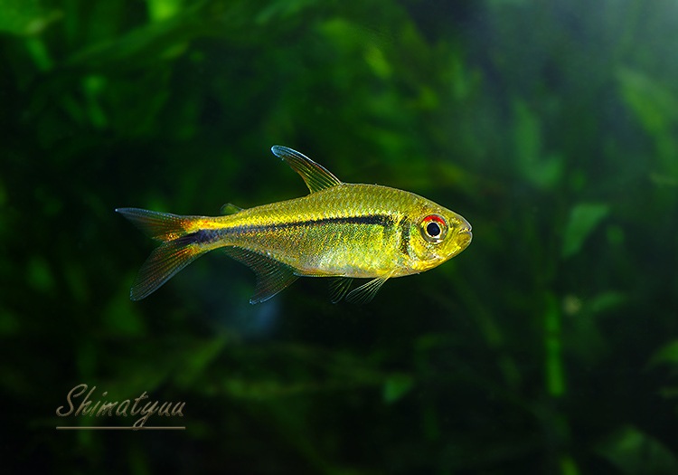 ��Ǯ�ӵ��ۡ��ϥ��ե����֥ꥳ�󡡥���ӥ����ơ��ȥ�åɥե���ɡ�WILD��1ɤ