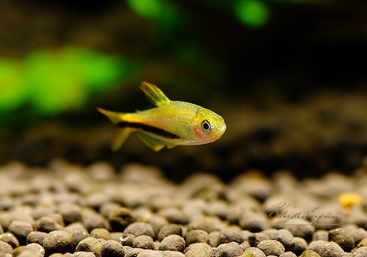 ��Ǯ�ӵ��ۡ�����ѥ����ƥ���.sp.����󥸥ǥӥ롡��T3�ɡ�WILD��1Pr