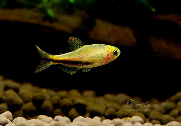 ��Ǯ�ӵ��ۡ�����ѥ����ƥ���.sp.����󥸥ǥӥ롡��T3�ɡ�WILD��1Pr