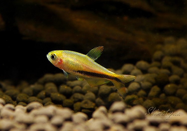 ��Ǯ�ӵ��ۡ�����ѥ����ƥ���.sp.����󥸥ǥӥ롡��T3�ɡ�WILD��1Pr