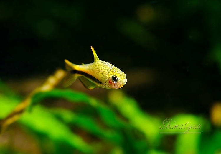 ��Ǯ�ӵ��ۡ�����ѥ����ƥ���.sp.����󥸥ǥӥ롡��T3�ɡ�WILD��1Pr