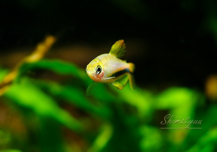 ��Ǯ�ӵ��ۡ�����ѥ����ƥ���.sp.����󥸥ǥӥ롡��T3�ɡ�WILD��1Pr