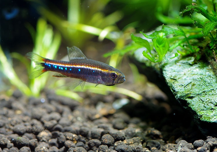 熱帯魚 ワイツマニーテトラ ネグロ Wild 10匹 熱帯魚 カラシンwild Aqua F東京店通販ショップ 熱帯魚 ワイツマニーテトラ ネグロ Wild 10匹 熱帯魚 カラシンwild Aqua F東京店通販ショップ