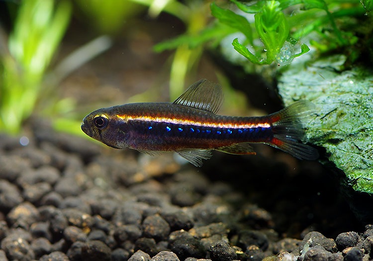 熱帯魚 ワイツマニーテトラ ネグロ Wild 10匹 熱帯魚 カラシンwild Aqua F東京店通販ショップ 熱帯魚 ワイツマニーテトラ ネグロ Wild 10匹 熱帯魚 カラシンwild Aqua F東京店通販ショップ