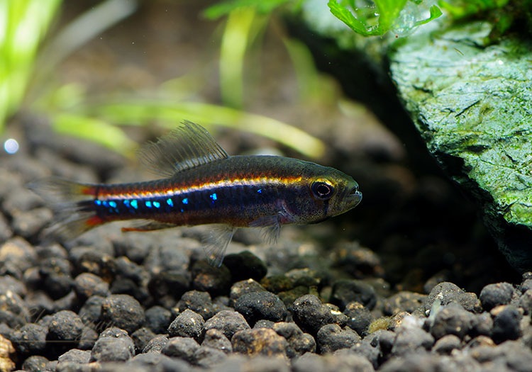 熱帯魚 ワイツマニーテトラ ネグロ Wild 10匹 熱帯魚 カラシンwild Aqua F東京店通販ショップ 熱帯魚 ワイツマニーテトラ ネグロ Wild 10匹 熱帯魚 カラシンwild Aqua F東京店通販ショップ