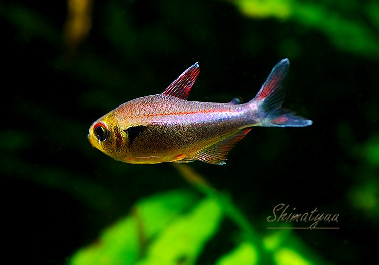 Ǯӵۡåɥ饤 ۥե饬ƥȥ顡river  nievasɡWILD3ɤ