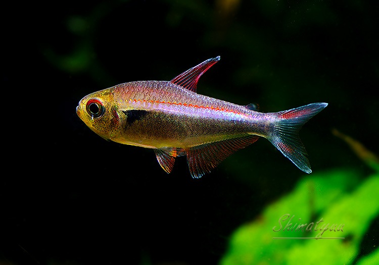 Ǯӵۡåɥ饤 ۥե饬ƥȥ顡river  nievasɡWILD3ɤ