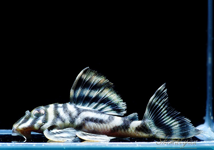 ����ʪ�����������ӥ�ڥ���ƥ������ȥ�����ɡ�WILD��No.03