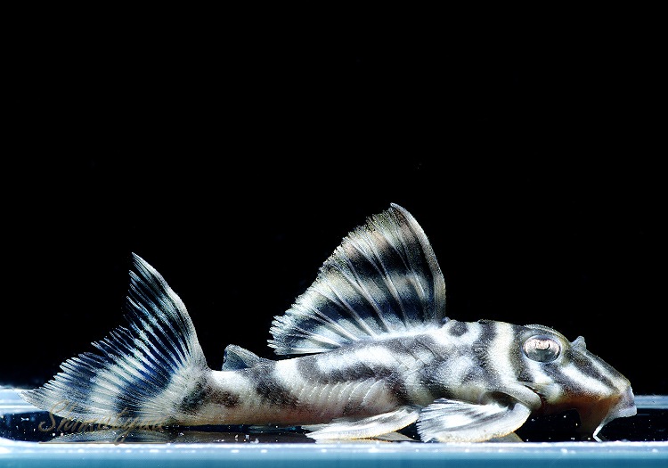 ����ʪ�����������ӥ�ڥ���ƥ������ȥ�����ɡ�WILD��No.03