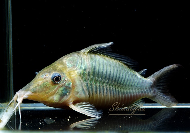 ���󥰥Ρ����֥�������3ɤ