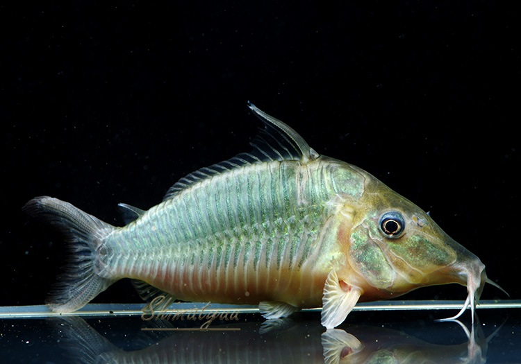 ���󥰥Ρ����֥�������3ɤ