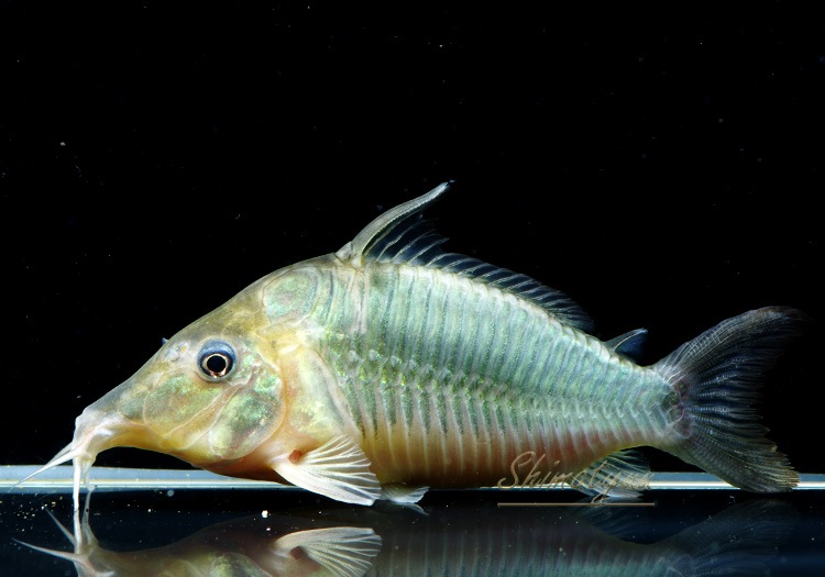 ���󥰥Ρ����֥�������3ɤ