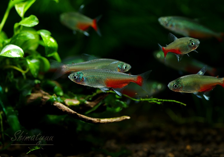 熱帯魚 グリーンファイヤー テトラ 30匹 熱帯魚 カラシンbreed Aqua F東京店通販ショップ 熱帯魚 グリーンファイヤー テトラ 30匹 熱帯魚 カラシンbreed Aqua F東京店通販ショップ