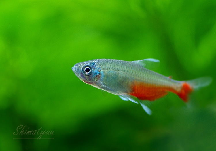 熱帯魚 グリーンファイヤー テトラ 30匹 熱帯魚 カラシンbreed Aqua F東京店通販ショップ 熱帯魚 グリーンファイヤー テトラ 30匹 熱帯魚 カラシンbreed Aqua F東京店通販ショップ