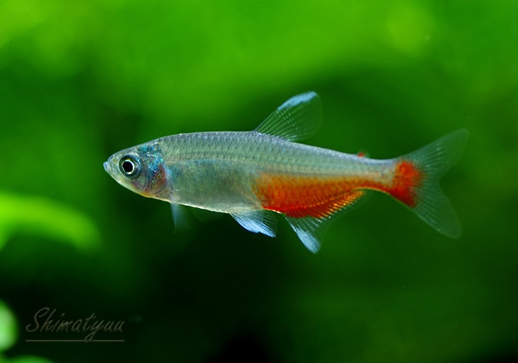 熱帯魚 グリーンファイヤー テトラ 30匹 熱帯魚 カラシンbreed Aqua F東京店通販ショップ 熱帯魚 グリーンファイヤー テトラ 30匹 熱帯魚 カラシンbreed Aqua F東京店通販ショップ