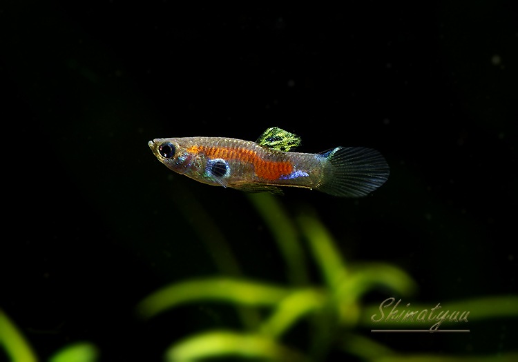 熱帯魚 ワイルド グッピー モジュ 1pr 熱帯魚 メダカ類 卵胎生メダカ Aqua F東京店通販ショップ