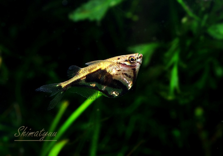 熱帯魚 マーブルハチェット マナウス 3匹 熱帯魚 カラシンｗild Aqua F東京店通販ショップ