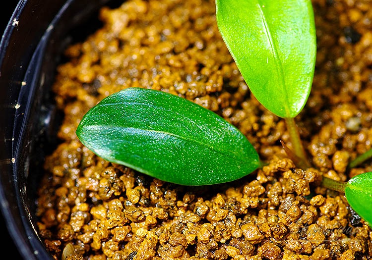 ����ʪ��Bucephalandra sp. Black Venti  2020.10��No.35