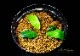 ����ʪ��Bucephalandra sp. Black Venti  2020.10��No.35
