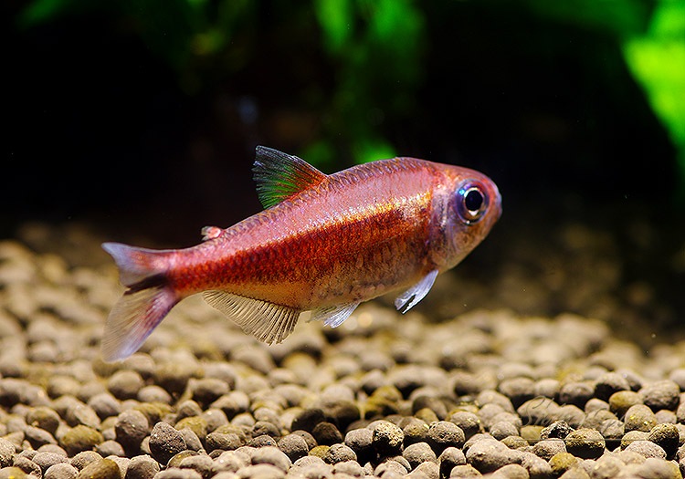 ��Ǯ�ӵ��ۡ���������åȥࡼ�󥳥����ƥȥ顡WILD���ȭ������ס��ɡ�3ɤ