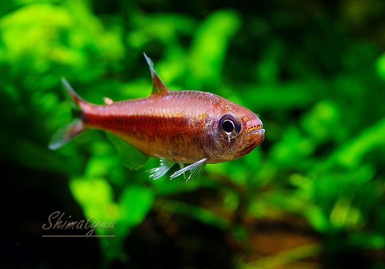 ��Ǯ�ӵ��ۡ���������åȥࡼ�󥳥����ƥȥ顡WILD���ȭ������ס��ɡ�3ɤ