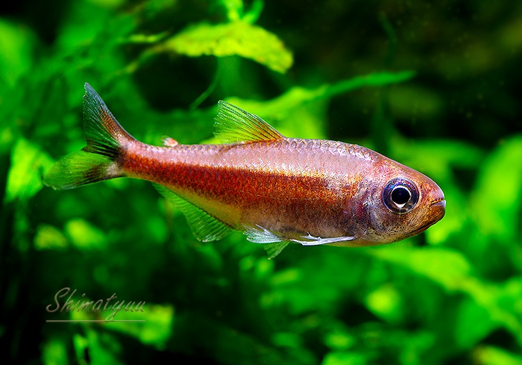 ��Ǯ�ӵ��ۡ���������åȥࡼ�󥳥����ƥȥ顡WILD���ȭ������ס��ɡ�3ɤ