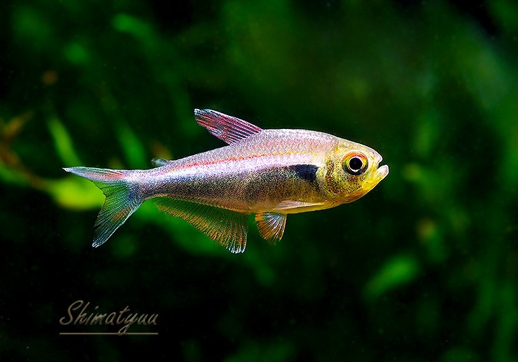 ��Ǯ�ӵ��ۡ����������åɥ饤�� �ۥ���ե��饬�ƥȥ顡����river  nievas�ɡ�WILD��1ɤ