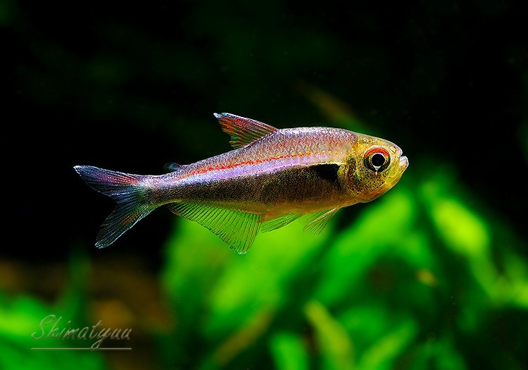 ��Ǯ�ӵ��ۡ����������åɥ饤�� �ۥ���ե��饬�ƥȥ顡����river  nievas�ɡ�WILD��1ɤ