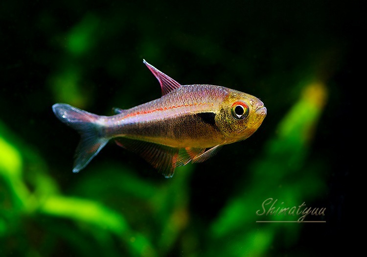 ��Ǯ�ӵ��ۡ����������åɥ饤�� �ۥ���ե��饬�ƥȥ顡����river  nievas�ɡ�WILD��1ɤ