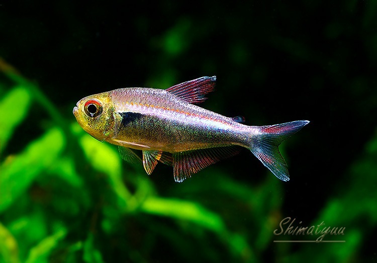 熱帯魚】 アズールレッドライン ホタルファラガテトラ “river nievas