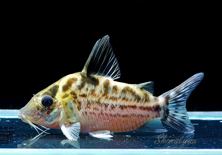 ����ʪ��C����󥰥Ρ�����������ʥ����ȥ�����ӥ��ɡ��Σ�.05