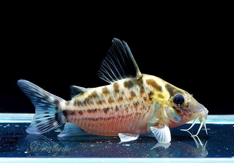 ����ʪ��C����󥰥Ρ�����������ʥ����ȥ�����ӥ��ɡ��Σ�.05