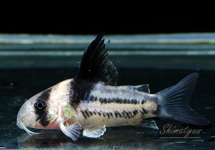 5_000000005007.jpg?1678209904