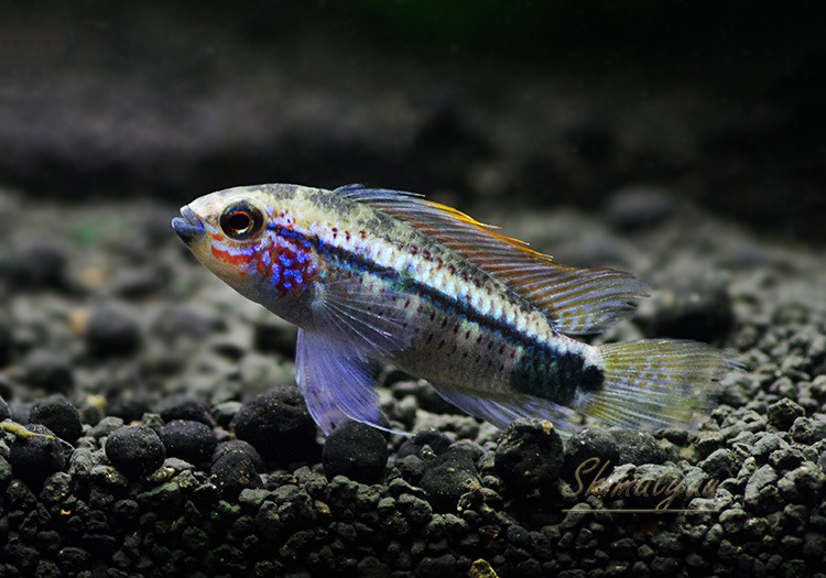 ApΥԥףɣ̣ġȥڥ롼ɡУ