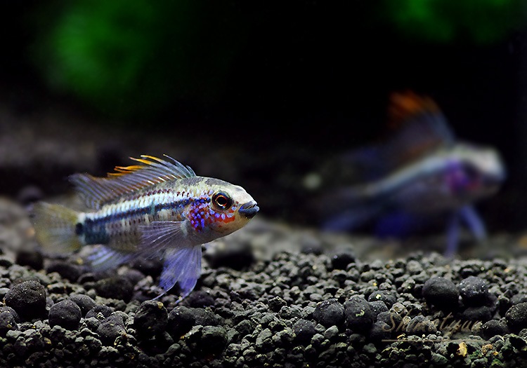 ApΥԥףɣ̣ġȥڥ롼ɡУ